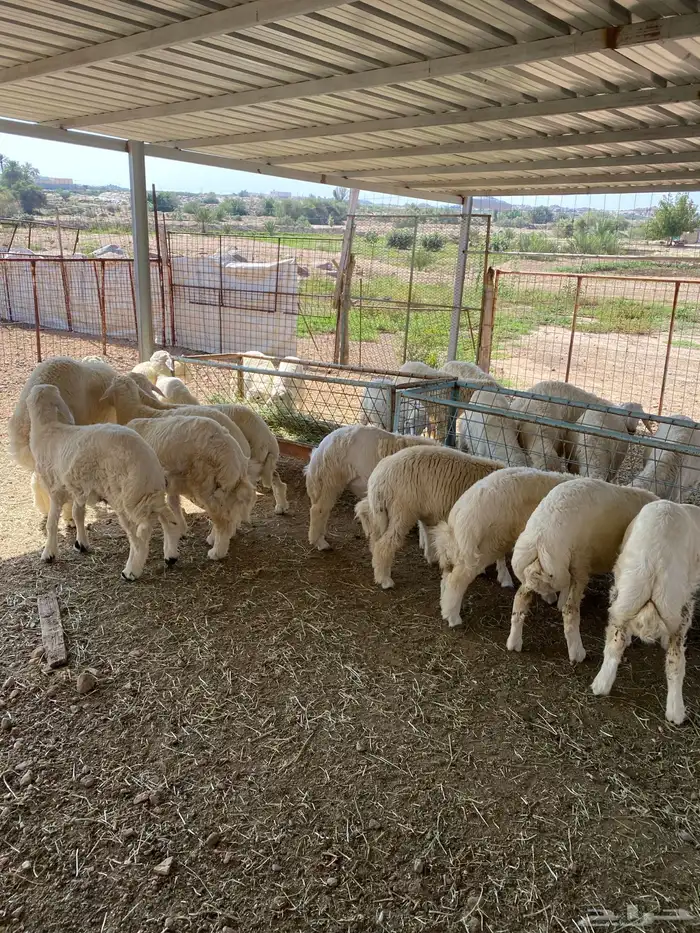 طليان حرية وتيوس بلدي 2