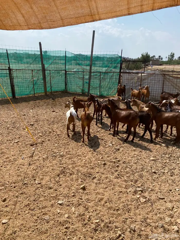 طليان حرية وتيوس بلدي 14