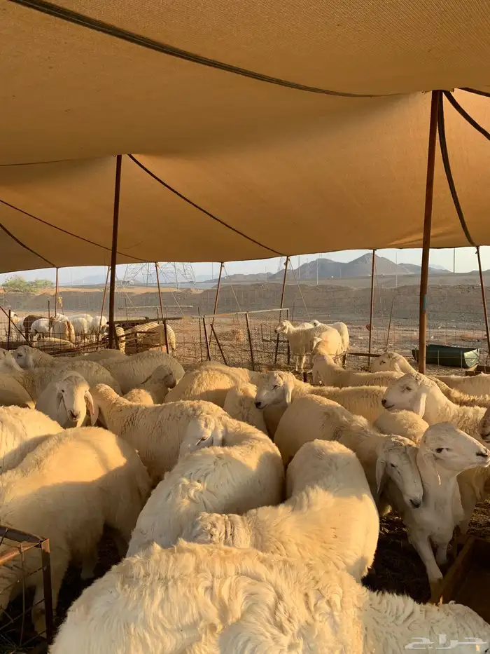 حري طليان جبر ناهي ذبايح مناسبات ذبايح ثلاجه 1