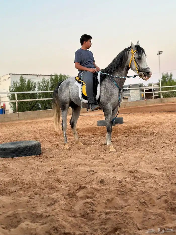 ركوب الخيل داخل وخارج المدرسة .. 4