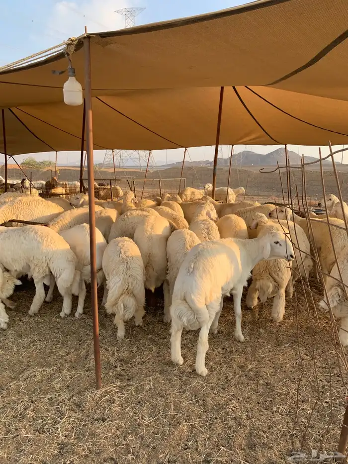 حري طليان جبر ناهي ذبايح مناسبات ذبايح ثلاجه 0