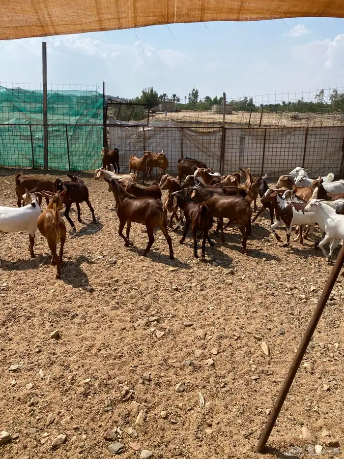 طليان حرية وتيوس بلدي 13