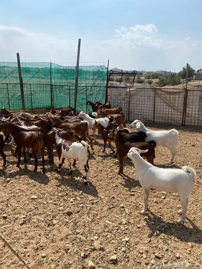 طليان حرية وتيوس بلدي 12