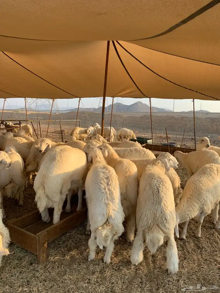 حري طليان جبر ناهي ذبايح مناسبات ذبايح ثلاجه 2