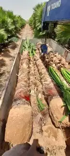 واشنطن للبيع 3