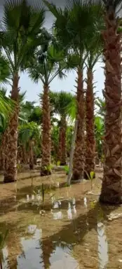 واشنطن للبيع 4