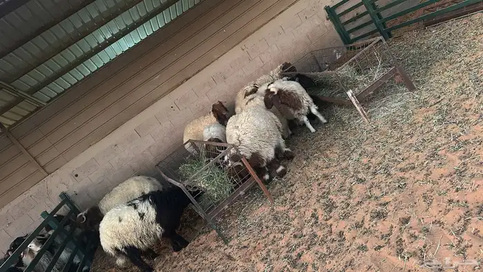 ذبائح ومطبخ 58