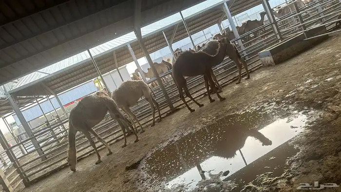 ذبائح ومطبخ 35