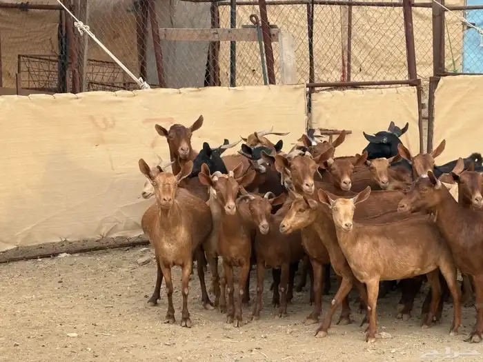 30 من المعزا معزا حص من معزا الديره تم البيع 2