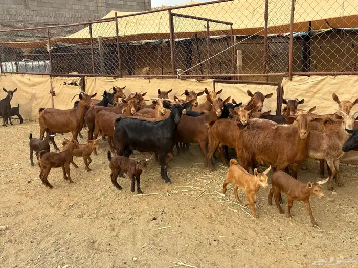 30 من المعزا معزا حص من معزا الديره تم البيع 9