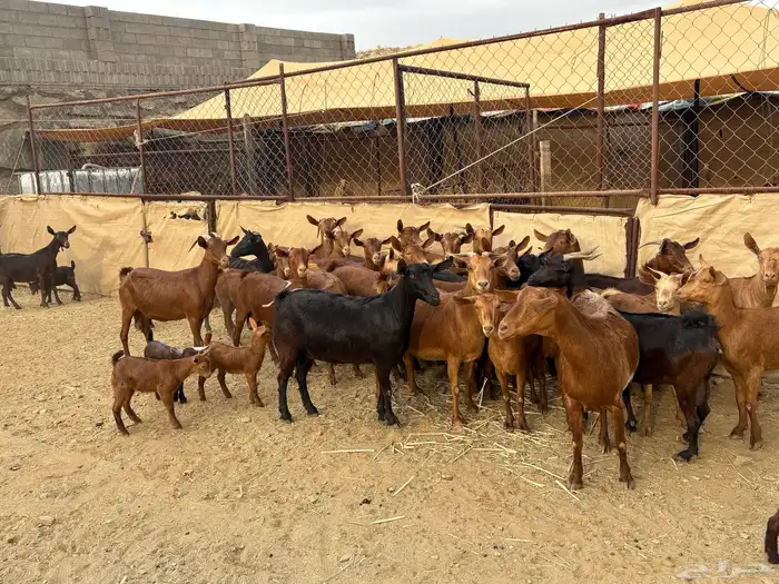 30 من المعزا معزا حص من معزا الديره تم البيع 8