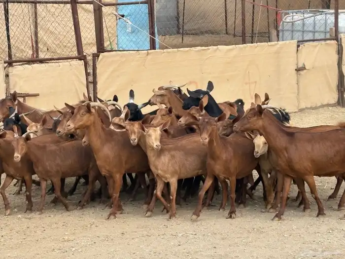 30 من المعزا معزا حص من معزا الديره تم البيع 1