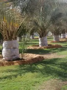 صيانه تنسيق حدائق وزراعه النخل والاشجار 8