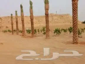 صيانه تنسيق حدائق وزراعه النخل والاشجار 6