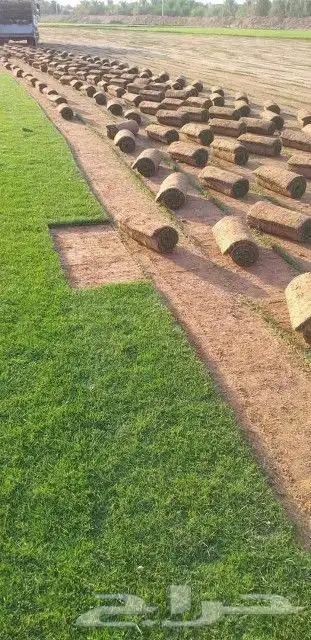 ثيل سي 2000 طبيعي 7