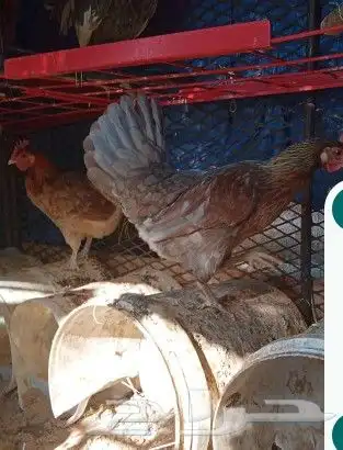 دجاج واديكه باكستاني للبيع موقع حي الجامعه 0