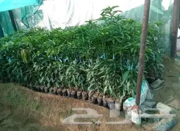 شتلات مانجوا   تومي  هندي  لانجرا  جلن  زبده 2