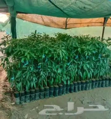 شتلات مانجوا   تومي  هندي  لانجرا  جلن  زبده 0