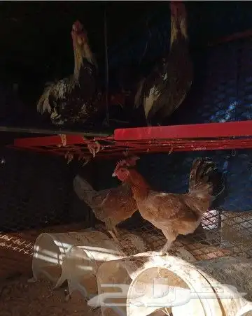 دجاج واديكه باكستاني للبيع موقع حي الجامعه 2