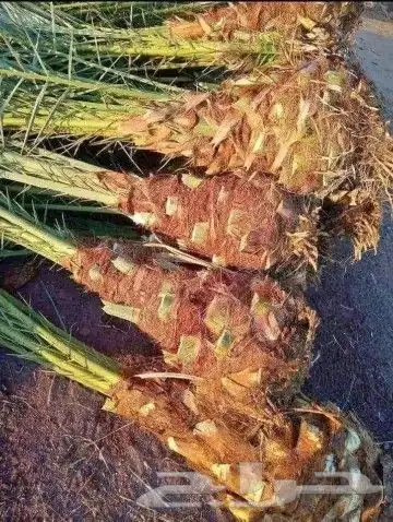 مقاول شبوك ونخيل 3