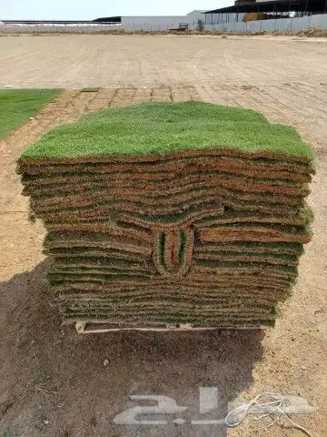 ثيل سي 2000 طبيعي 2