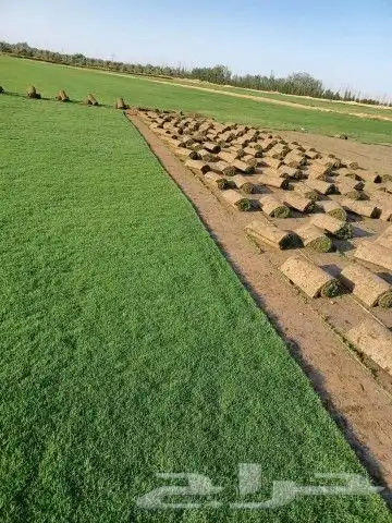 ثيل سي 2000 طبيعي 1