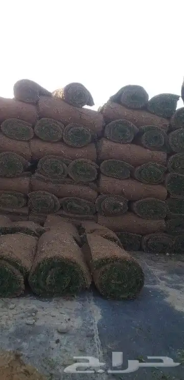 ثيل سي 2000 طبيعي 6