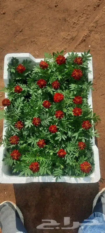 صيانه تنسيق حدائق وزراعه النخل والاشجار 1