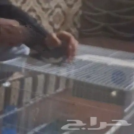 جوز كروان وليف الدوادمي 4
