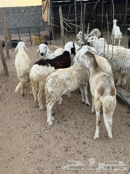 راعي غنم سوداني موجود في السودان 2