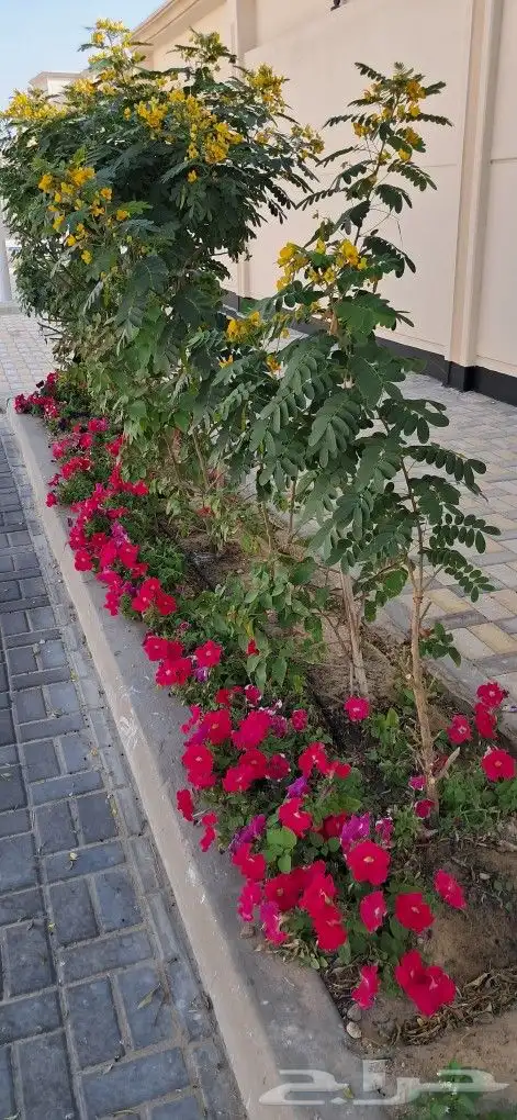 تنسيق حدائق المنطقه الشرقيه 4