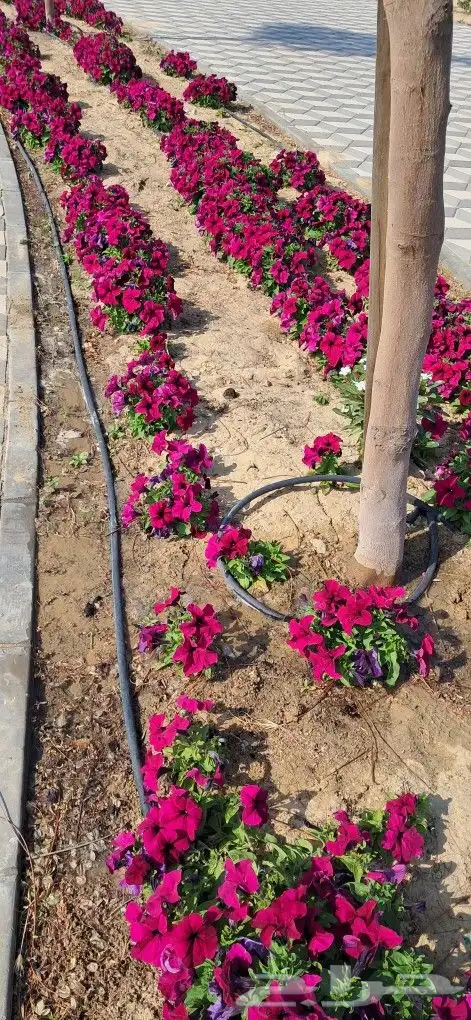 تنسيق حدائق المنطقه الشرقيه 1