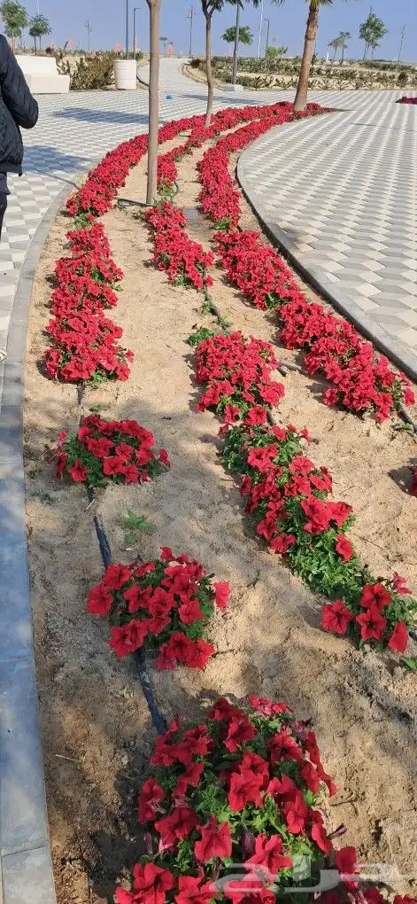 تنسيق حدائق المنطقه الشرقيه 2