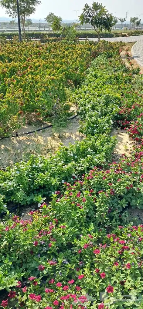 تنسيق حدائق المنطقه الشرقيه 7