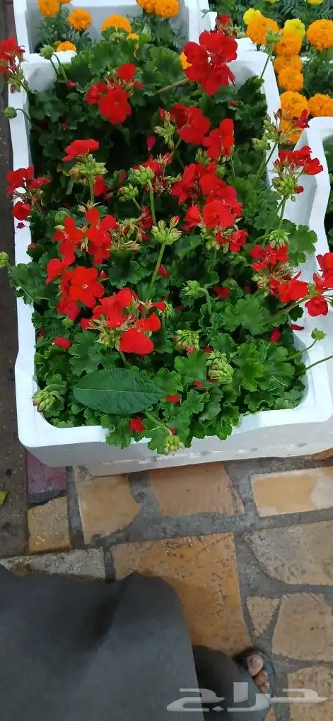 تنسيق حدائق 6