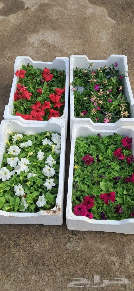 تنسيق حدائق المنطقه الشرقيه 8