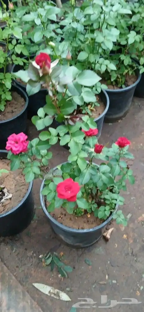 تنسيق حدائق 8