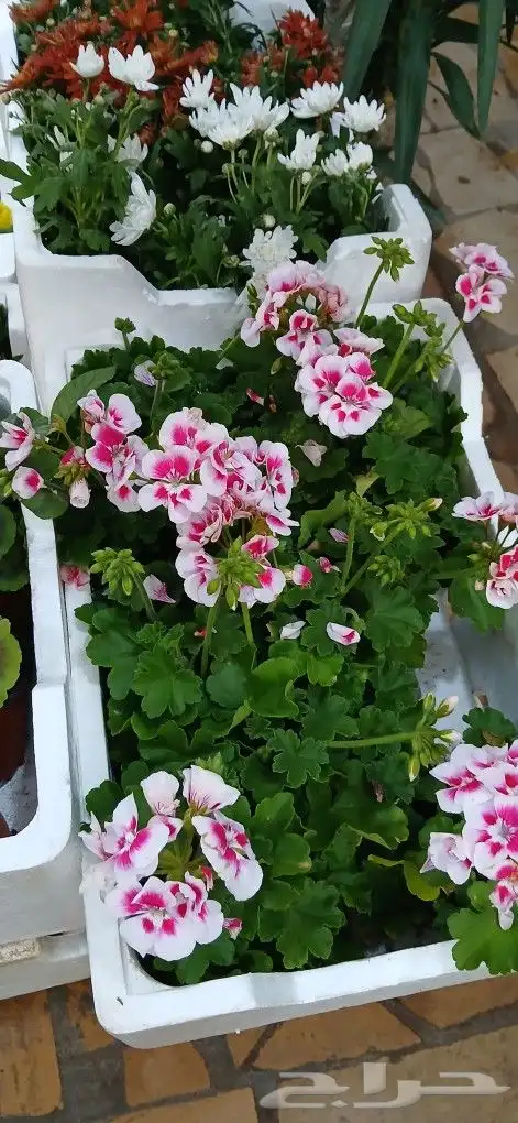 تنسيق حدائق 4