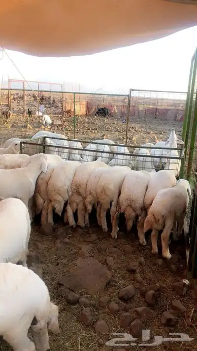 ذبايح حريه من البر مع الذبح والتوصيل مجاني 28