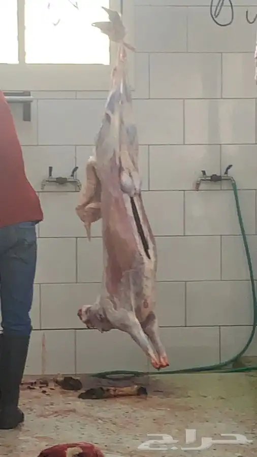 ذبايح مزرعة مرابي عسير 9
