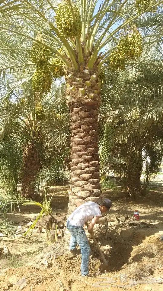 تكريب و تشويك وتنضيف 2