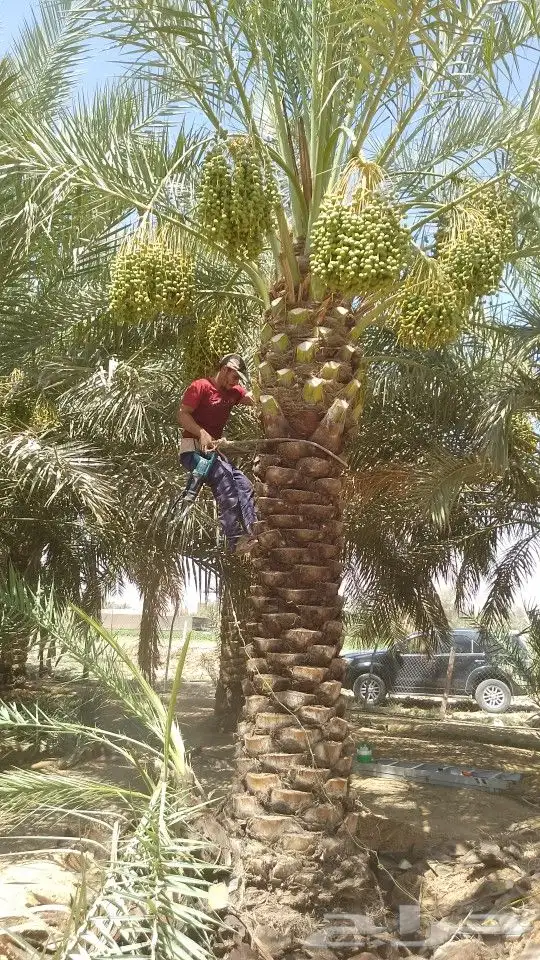 تكريب و تشويك وتنضيف 1