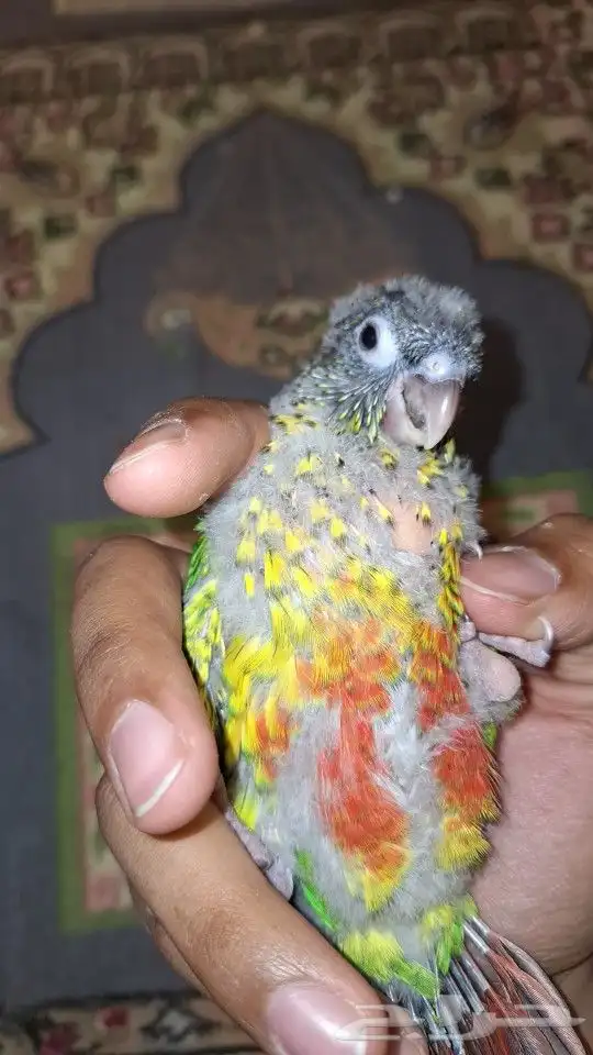 فرخ كنيور يلو سايد 2