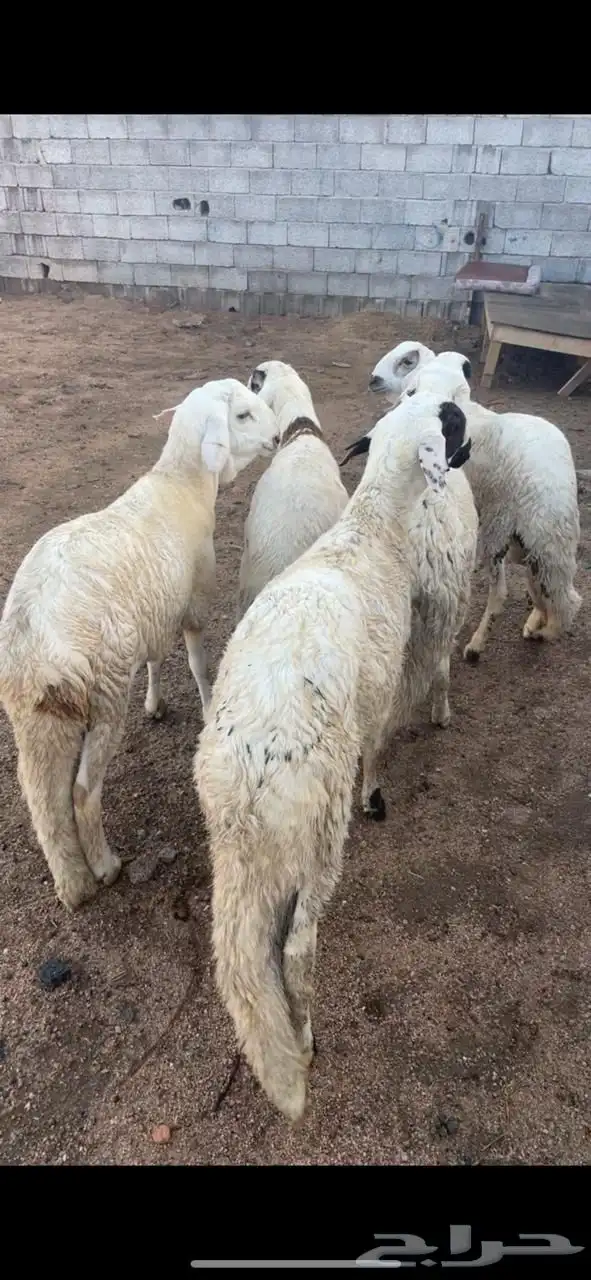 طليان حريات وسواكن للثلاجة والمناسبات مع الذبح والتوصيل 1