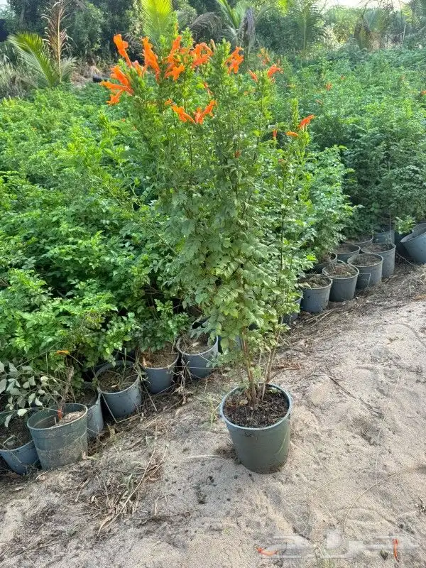 تنسيق أشجار وحدايق 1