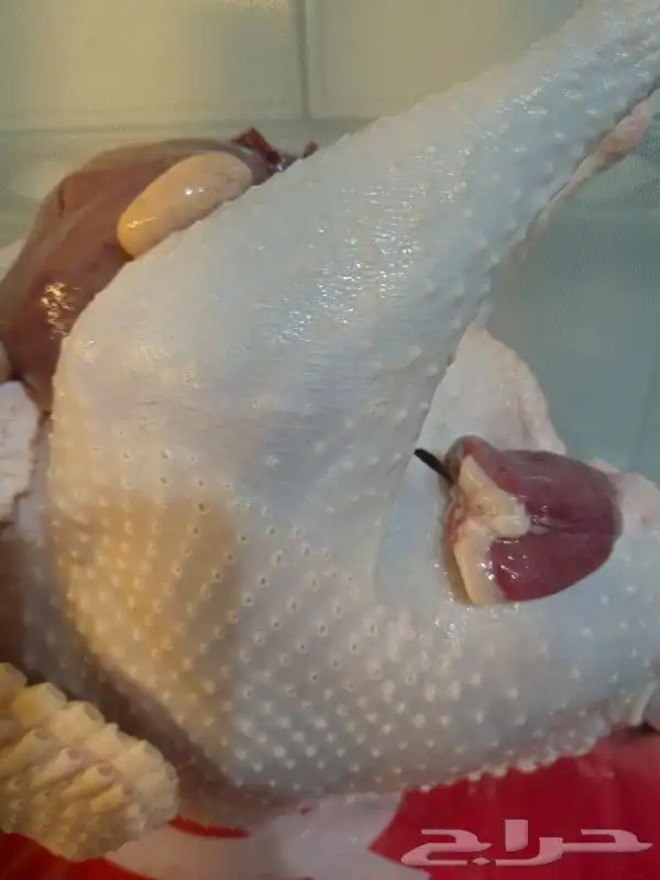 ديك رومي ذبح طازج 3