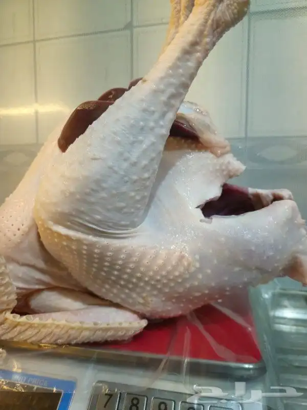 ديك رومي ذبح طازج 5