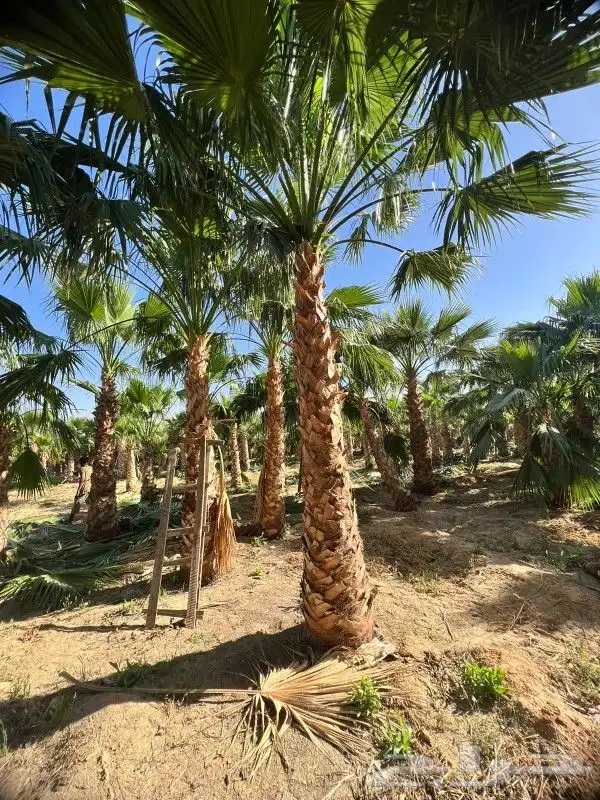 واشنطن للبيع 8