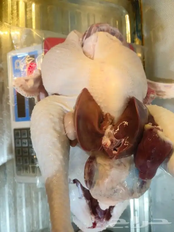 ديك رومي ذبح طازج 9