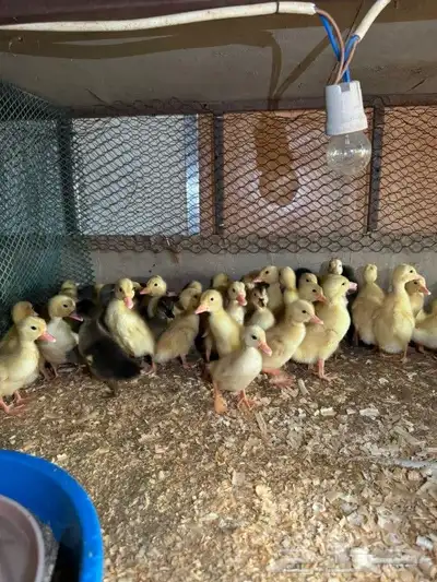 صوص بط مشكل 0